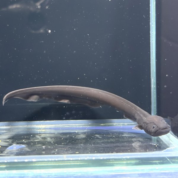 画像2: デンキウナギ(10cm±)WILD (2)