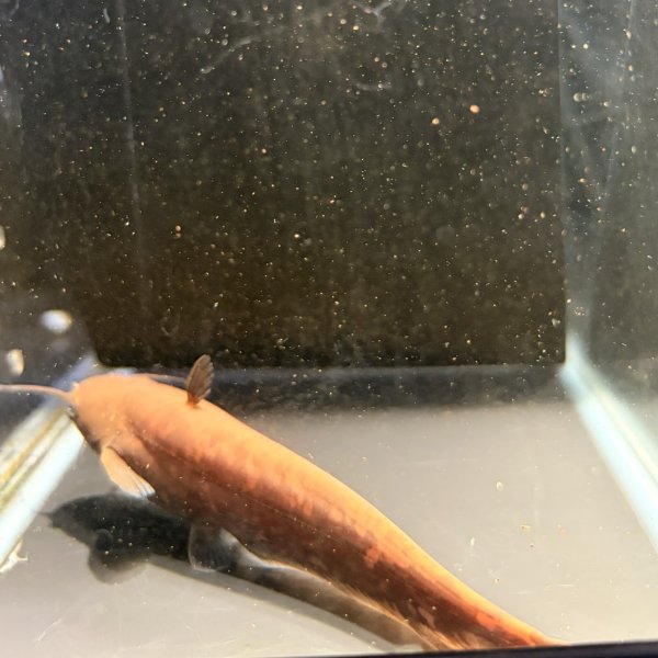 画像3: イワトコナマズ(9cm±)ブリード▲  (3)