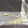 画像5: オニテナガエビ 1ペア(10cm±)国産ブリード 訳アリ (5)