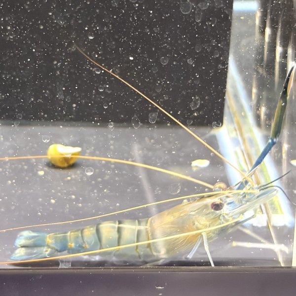 画像5: オニテナガエビ 1ペア(10cm±)国産ブリード 訳アリ (5)
