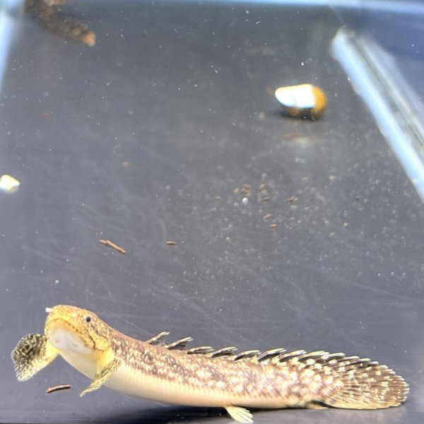 画像1: ポリプテルス パルマス ブティコフェリー(10cm±)ブリード (1)