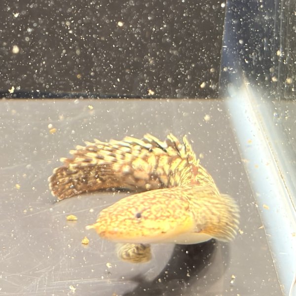 画像3: ポリプテルス パルマス ブティコフェリー(10cm±)ブリード (3)