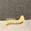 画像2: ポリプテルス パルマス ブティコフェリー(10cm±)ブリード (2)