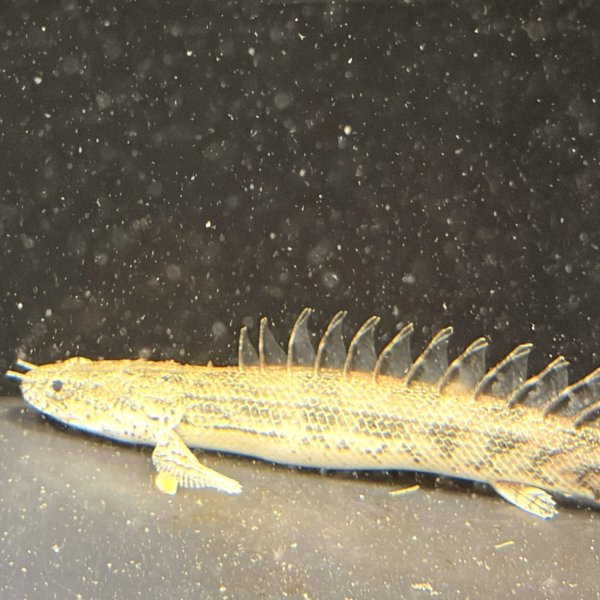 画像2: ポリプテルスラプエン ブリード(9cm±) (2)