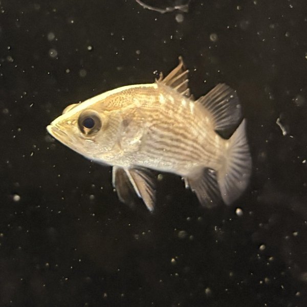 画像1: バラマンディ(4cm±)WILD (1)