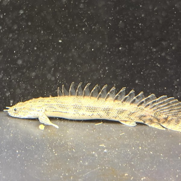 画像3: ポリプテルスラプエン ブリード(9cm±) (3)