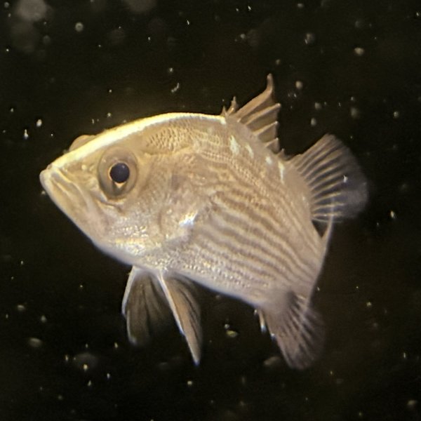 画像2: バラマンディ(4cm±)WILD (2)