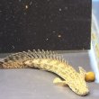 画像3: ポリプテルスラプエン ブリード(9cm±) (3)