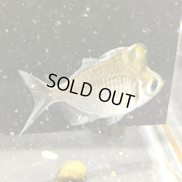 画像2: アップルヘッドグラスパーチ(7cm±) (2)