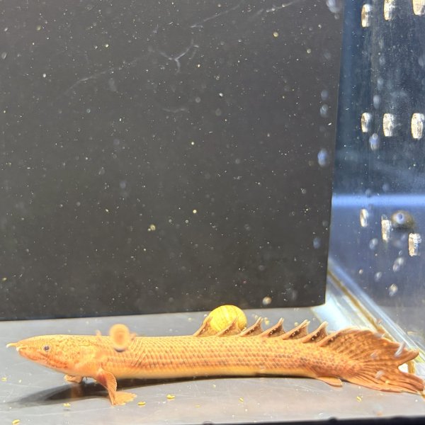 画像2: ポリプテルス トゥジェルシー(10cm±)ブリード (2)