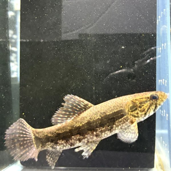 画像2: ホプリアスSP.タバジョス(12cm±)WILD (2)