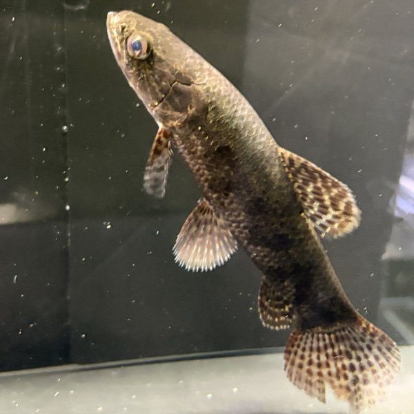 画像2: ホプリアスSP.タバジョス(15cm±)WILD (2)