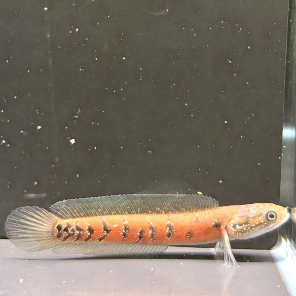 画像1: コウタイ スーパーレッド(13cm±) (1)