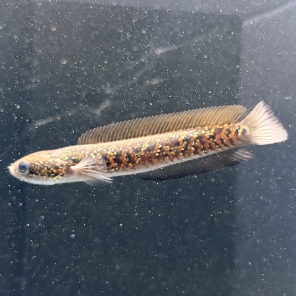 画像2: コウタイ レッドギャラクシー(7cm±) (2)