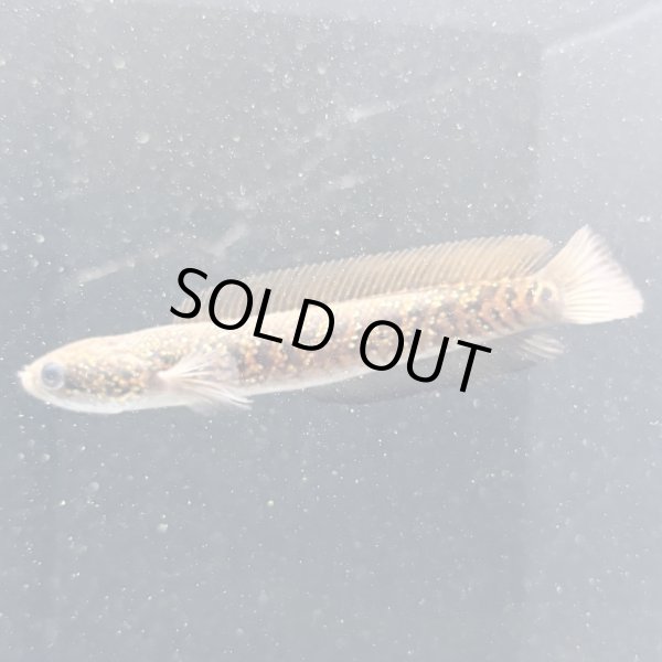 画像2: コウタイ レッドギャラクシー(7cm±) (2)
