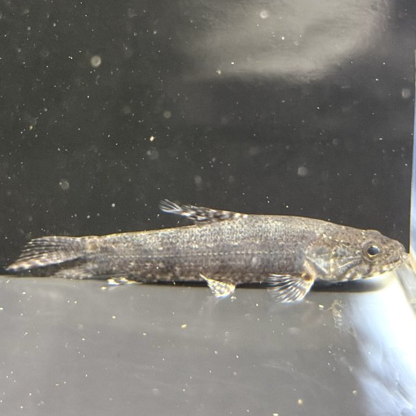 画像1: ホプリアスSP.タバジョス(12cm±)WILD (1)