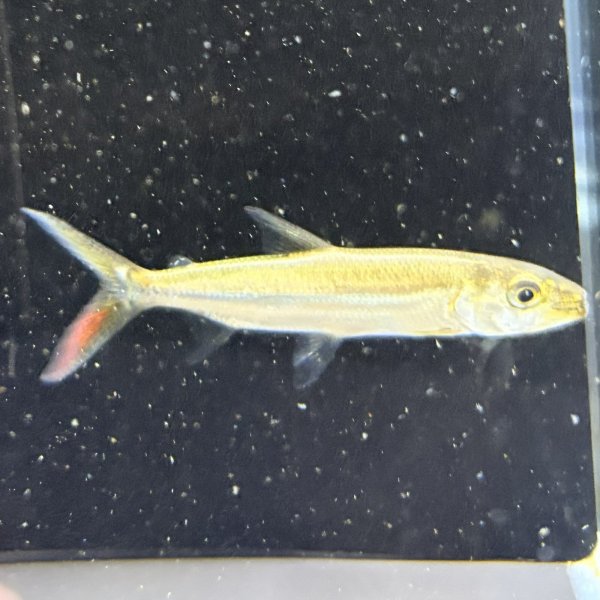 画像2: ゴライアス タイガーフィッシュ(8cm±)WILDコンゴ (2)