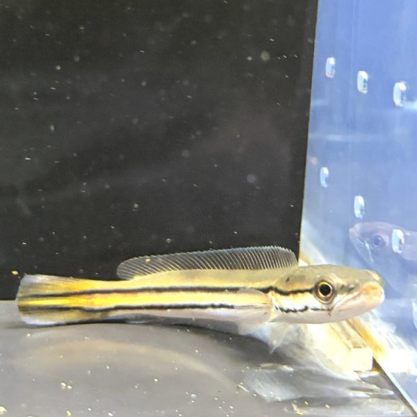 画像3: チャンナ ディプログラマ(10cm±)WILDインド (3)