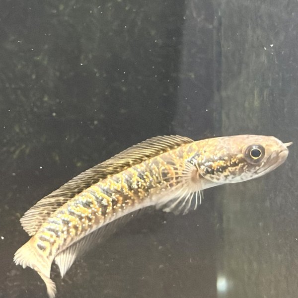 画像1: スターダストダイヤモンドコウタイ(7cm±) (1)