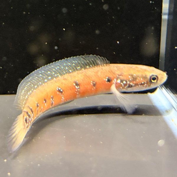 画像1: コウタイ スーパーレッド(13cm±) (1)