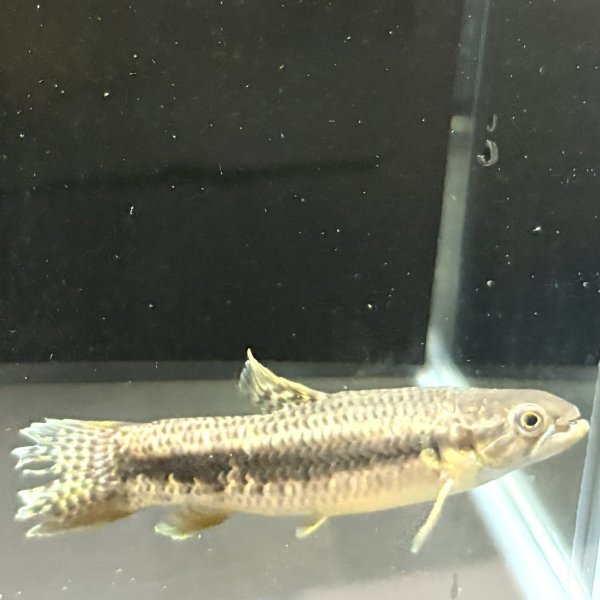 画像1: オレンジフィンキリーホーリー(7cm±)WILD (1)