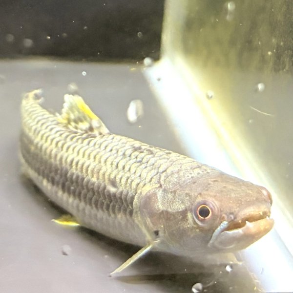 画像2: オレンジフィンキリーホーリー(7cm±)WILD (2)