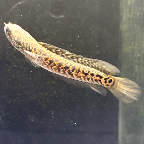 画像2: スターダストダイヤモンドコウタイ(7cm±) (2)