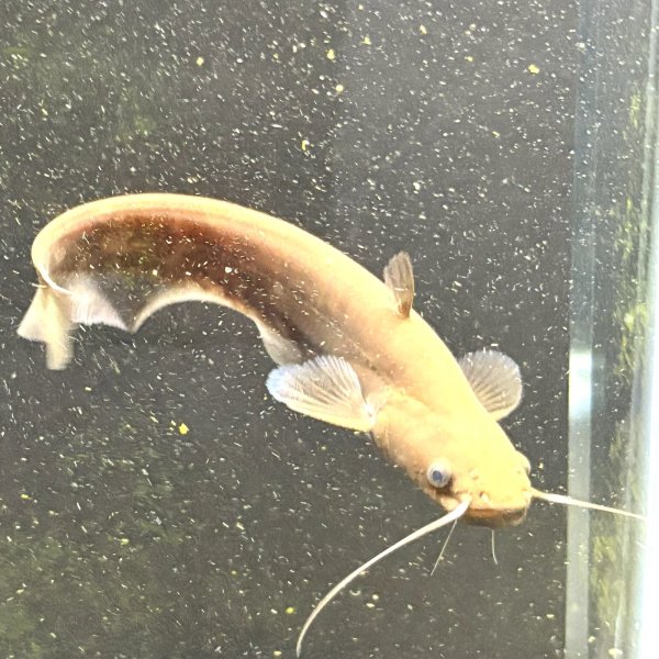 画像1: イワトコナマズ(9cm±)ブリード (1)