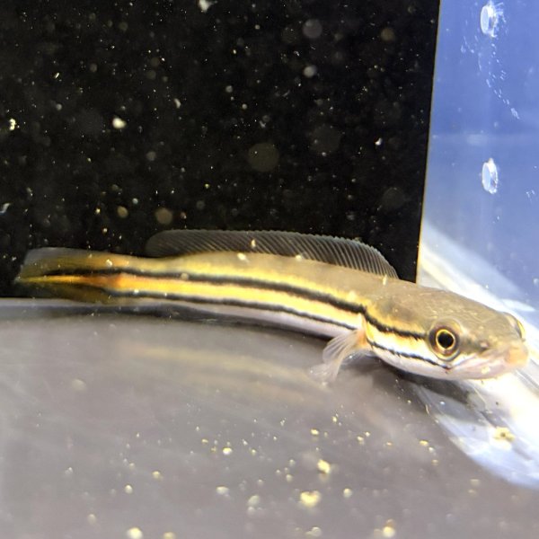 画像3: チャンナ ディプログラマ(10cm±)WILDインド (3)