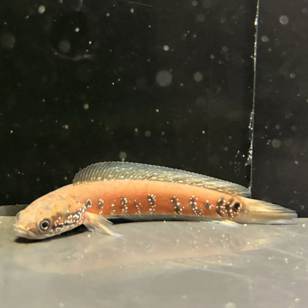 画像3: コウタイ スーパーレッド(13cm±) (3)