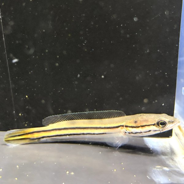 画像4: チャンナ ディプログラマ(10cm±)WILDインド (4)