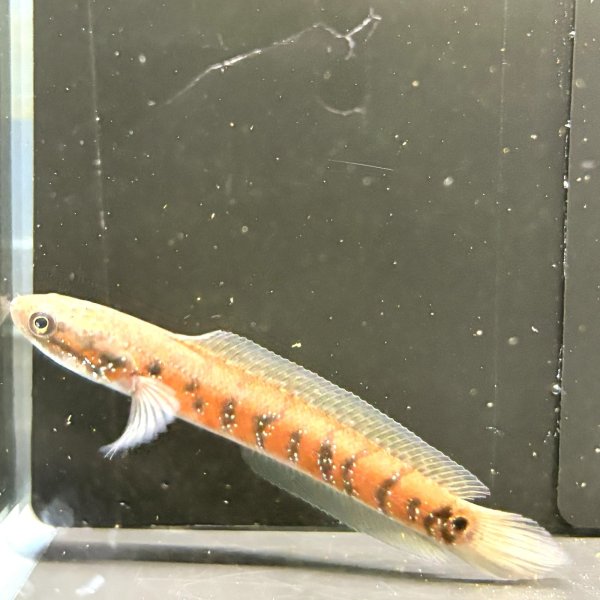 画像1: コウタイ スーパーレッド(13cm±) (1)