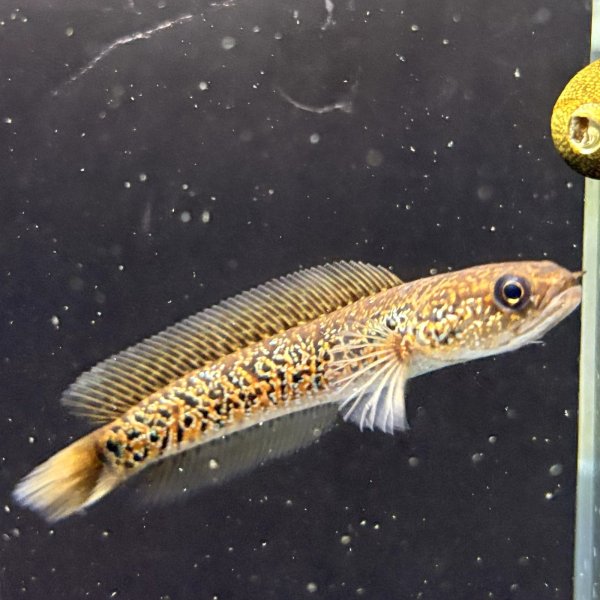 画像2: スターダストダイヤモンドコウタイ(9cm±) (2)