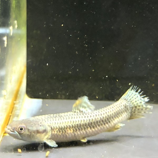 画像1: オレンジフィンキリーホーリー(7cm±)WILD (1)