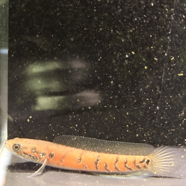 画像1: コウタイ スーパーレッド(13cm±) (1)