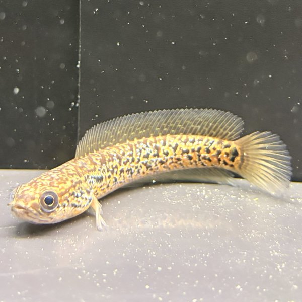 画像3: スターダストダイヤモンドコウタイ(9cm±) (3)