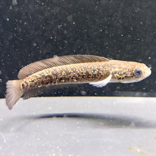 画像1: コウタイ レッドギャラクシー(7cm±) (1)