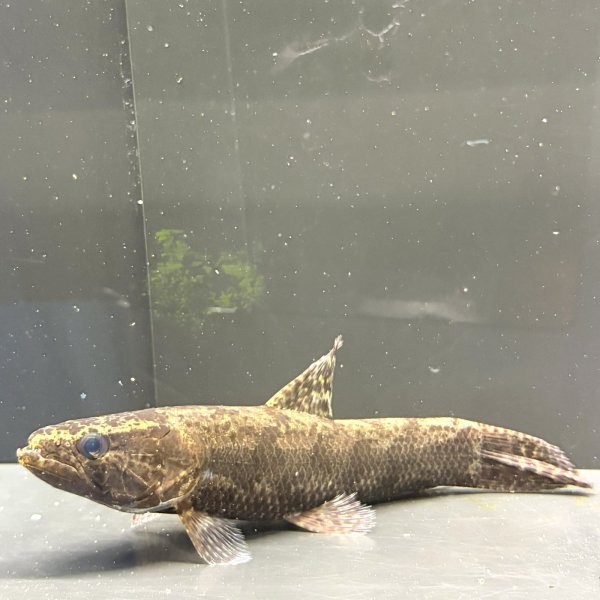 画像3: ホプリアスSP.タバジョス(16cm±)WILD (3)