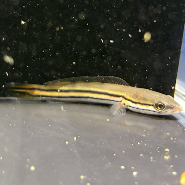 画像2: チャンナ ディプログラマ(10cm±)WILDインド (2)