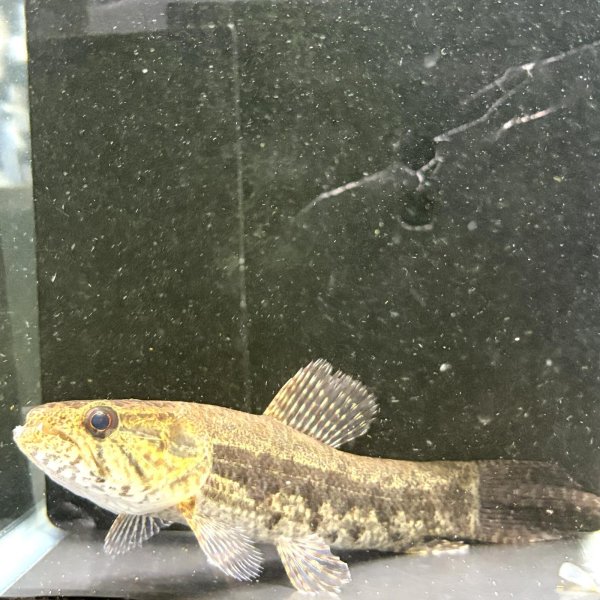 画像3: ホプリアスSP.タバジョス(12cm±)WILD (3)