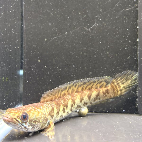 画像4: バイオレットスネークヘッド(11cm±)WILD (4)