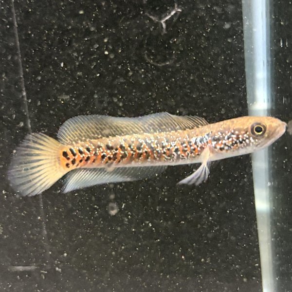 画像2: スターダストダイヤモンドコウタイ(7cm±) (2)