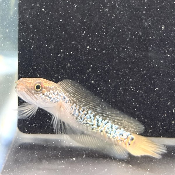 画像1: スターダストダイヤモンドコウタイ(7cm±) (1)