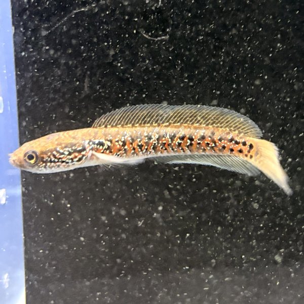 画像1: スターダストダイヤモンドコウタイ(7cm±) (1)