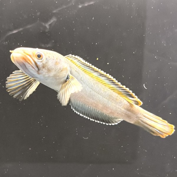 画像3: バーミーズレッドフィン スネークヘッド(10cm±)WILD (3)