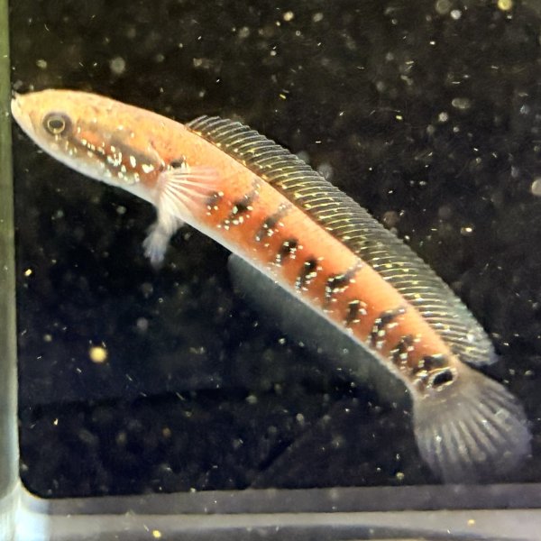 画像3: コウタイ スーパーレッド(13cm±) (3)