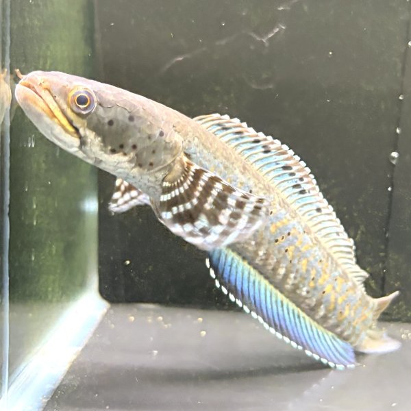 画像2: チャンナ オルナティピンニス(17cm±)WILD (2)