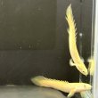 画像3: ポリプテルス プラチナセネガル ブリード(9cm±) (3)