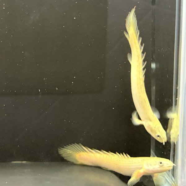 画像3: ポリプテルス プラチナセネガル ブリード(9cm±) (3)