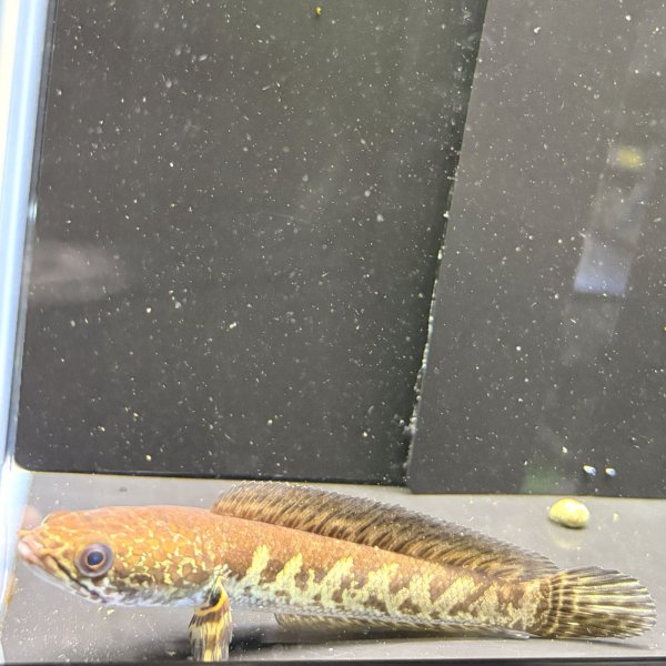 画像3: バイオレットスネークヘッド(11cm±)WILD (3)